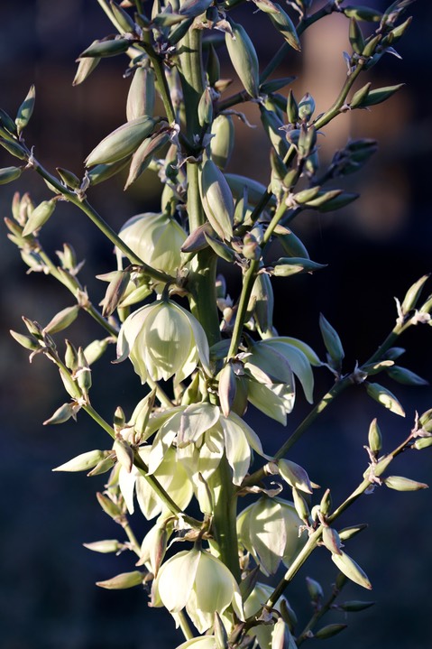 Yucca elata, Soaptree Yucca, Hillsboro