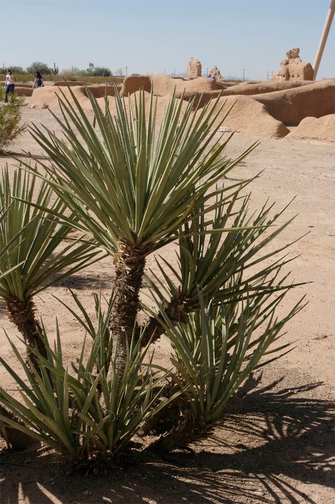 Yucca torreyi3