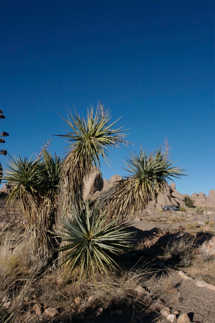 Yucca torreyi4