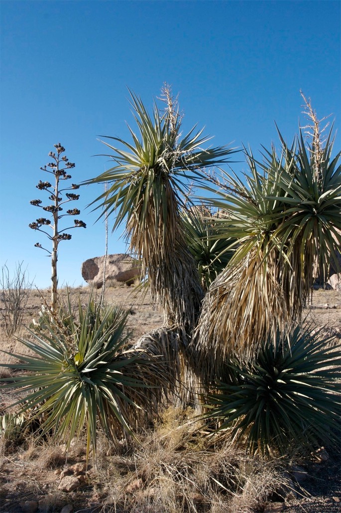 Yucca torreyi5