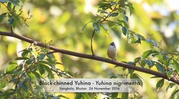 Yuhina, Black-chinned
