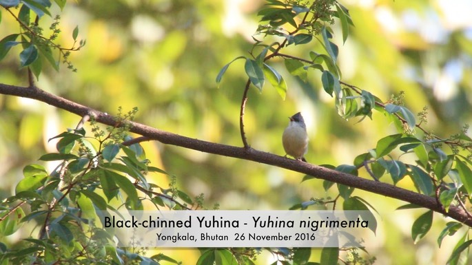 Yuhina, Black-chinned