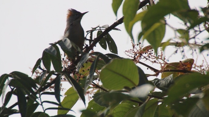 Yuhina, Rufous-vented 1