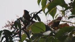Yuhina, Rufous-vented
