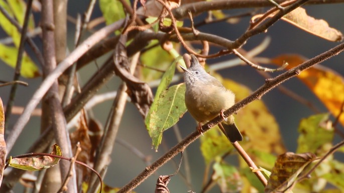 Yuhina, Stripe-throated 2