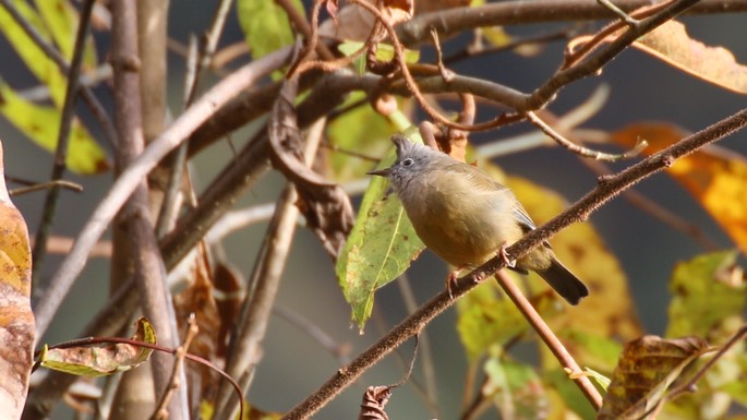 Yuhina, Stripe-throated 3