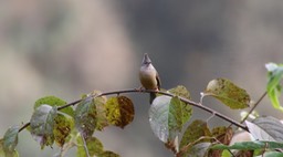 Yuhina, Stripe-throated