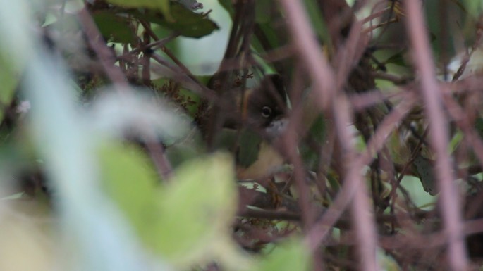 Yuhina, Whiskered 2