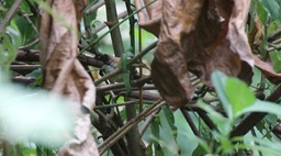 Yuhina, Whiskered