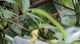 Yuhina, White-naped