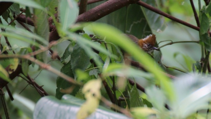 Yuhina, White-naped