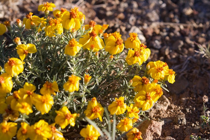 Zinnia grandiflora, Plains Zinnia