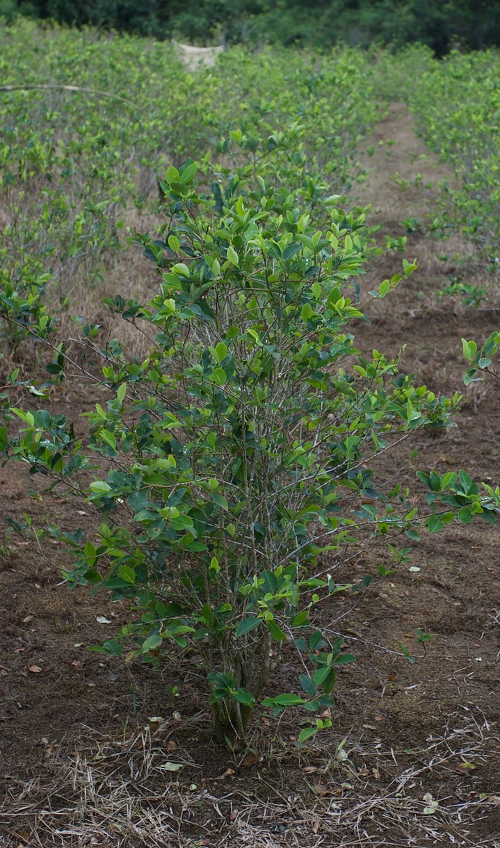 Coca
