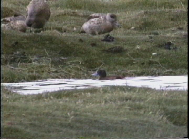 Duck, Andean