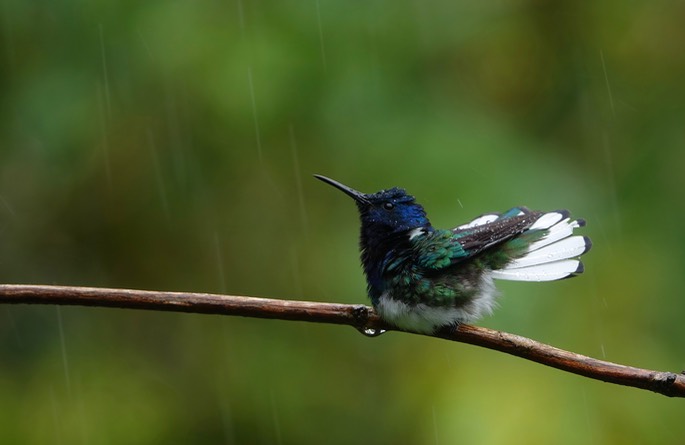 Jacobin, White-necked 18-9